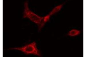 ABIN6274827 staining HeLa cells by IF/ICC. (AOX1 anticorps  (Internal Region))