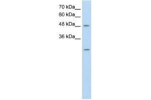 ANKRD2 antibody used at 0. (ANKRD2 anticorps)