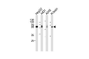 Western blot analysis of lysates from HepG2, A431, A549 cell line and human brain tissue lysate(from left to right), using SERAC1 Antibody (N-term) (ABIN6244166 and ABIN6577553). (SERAC1 anticorps  (N-Term))