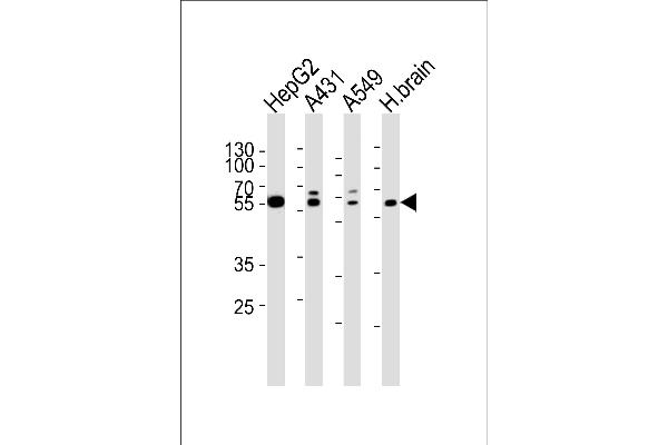 SERAC1 anticorps  (N-Term)