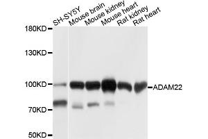 Western blot analysis of extracts of various cell lines, using ADAM22 antibody (ABIN6003737) at 1/1000 dilution. (ADAM22 anticorps)