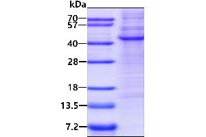 tyrosylprotein Sulfotransferase 2 (TPST2) (AA 26-377) protein (His tag)