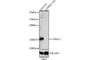 Western blot analysis of extracts from normal (control) and CHRAC1 knockout (KO) HeLa cells using CHRAC1 Polyclonal Antibody at dilution of 1:1000. (CHRAC1 anticorps)