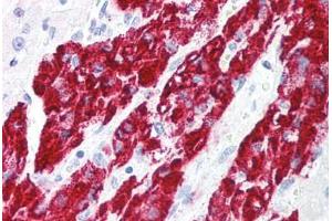 Human Adrenal (formalin-fixed, paraffin-embedded) stained with IER3 antibody ABIN213935 at 5 ug/ml followed by biotinylated goat anti-rabbit IgG secondary antibody ABIN481713, alkaline phosphatase-streptavidin and chromogen. (IER3 anticorps  (Internal Region))