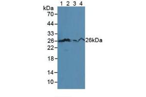 Western blot analysis of (1) Mouse Serum, (2) Human HL-60 Cells, (3) Human Jurkat Cells and (4) Human U-937 Cells. (Bcl-2 anticorps  (AA 2-208))