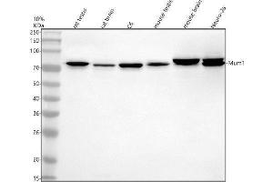 anti-PWWP3A (AA 57-682) antibody