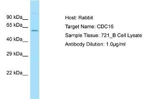 Host: Rabbit Target Name: CDC16 Sample Type: 721_B Whole Cell lysates Antibody Dilution: 1. (CDC16 anticorps  (N-Term))