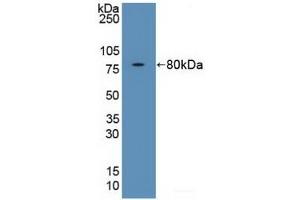 Detection of Recombinant FKBP5, Human using Polyclonal Antibody to FK506 Binding Protein 5 (FKBP5)