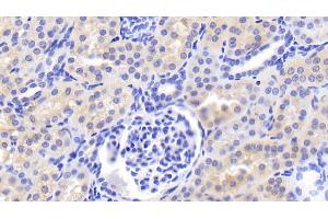 Detection of FGF1 in Porcine Kidney Tissue using Polyclonal Antibody to Fibroblast Growth Factor 1, Acidic (FGF1)