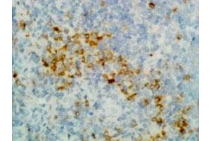 Immunohistochemical staining (Formalin-fixed paraffin-embedded sections) of human tonsil with Human IgG (gamma heavy chain) monoclonal antibody, clone RM116 (Biotin) .