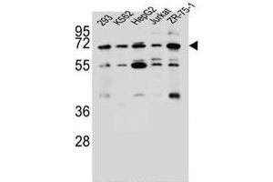 KCNV2 Antibody (C-term) (ABIN657006 and ABIN2846186) western blot analysis in 293,K562,HepG2,Jurkat,ZR-75-1 cell line lysates (35 μg/lane). (KCNV2 anticorps  (C-Term))