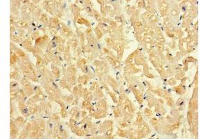 Immunohistochemistry of paraffin-embedded human heart tissue using ABIN7160153 at dilution of 1:100