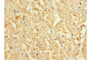 Immunohistochemistry of paraffin-embedded human heart tissue using ABIN7160153 at dilution of 1:100
