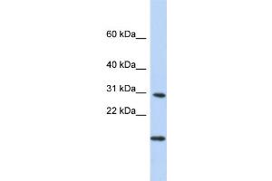 WB Suggested Anti-POLR2K Antibody Titration:  0. (POLR2K anticorps  (Middle Region))