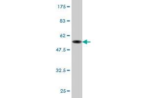 Western Blot detection against Immunogen (51.