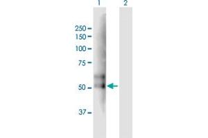 Western Blot analysis of TMPRSS2 expression in transfected 293T cell line by TMPRSS2 MaxPab polyclonal antibody. (TMPRSS2 anticorps  (AA 1-492))