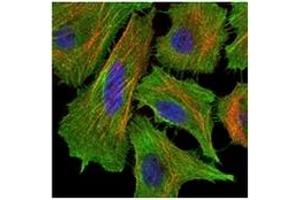 Immunofluorescence (IF) image for anti-TNF Receptor Superfamily, Member 6 (FAS) antibody (ABIN1106616)