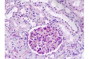 Anti-IFITM2 antibody IHC staining of human kidney. (IFITM2 anticorps  (AA 1-30))
