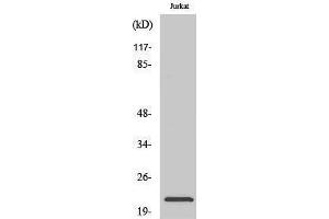 Western Blotting (WB) image for anti-Inosine Triphosphatase (ITPA) (C-Term) antibody (ABIN3176413) (ITPA anticorps  (C-Term))
