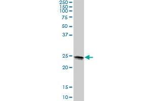 LOC399818 MaxPab polyclonal antibody. (METTL10 anticorps  (AA 1-192))