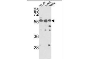 Western blot analysis of hPRKCABP- (ABIN391109 and ABIN2841240) in HL-60, Jurkat, K562 cell line lysates (35 μg/lane). (PICK1 anticorps  (C-Term))