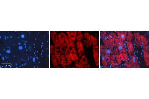 Rabbit Anti-ERP29 Antibody   Formalin Fixed Paraffin Embedded Tissue: Human heart Tissue Observed Staining: Cytoplasmic Primary Antibody Concentration: 1:100 Other Working Concentrations: N/A Secondary Antibody: Donkey anti-Rabbit-Cy3 Secondary Antibody Concentration: 1:200 Magnification: 20X Exposure Time: 0. (ERP29 anticorps  (N-Term))