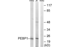Western blot analysis of extracts from K562 cells and Jurkat cells, using PEBP1 antibody. (PEBP1 anticorps  (Internal Region))