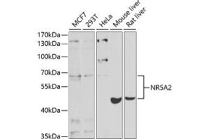Western blot analysis of extracts of various cell lines, using NR5 antibody (ABIN6127421, ABIN6144833, ABIN6144835 and ABIN6221444) at 1:1000 dilution. (NR5A2 + LRH1 anticorps  (AA 206-495))
