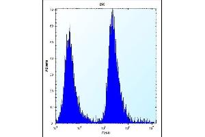 MGMT Antibody (N-term) (ABIN656810 and ABIN2846024) flow cytometric analysis of 293 cells (right histogram) compared to a negative control cell (left histogram).