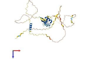 AlphaFold protein structure predicition of Human Recombinant SLC2A4RG Protein, UniprotID Q9NR83