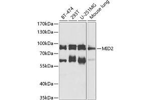 Western blot analysis of extracts of various cell lines, using MID2 antibody (ABIN6128234, ABIN6143837, ABIN6143838 and ABIN6224347) at 1:1000 dilution. (Midline 2 anticorps  (AA 476-705))