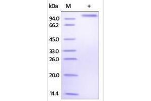 Human DLL4, Fc Tag on SDS-PAGE under reducing (R) condition. (DLL4 Protein (AA 27-524) (Fc Tag))