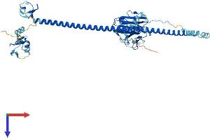 AlphaFold protein structure predicition of Mouse Recombinant Trim50 Protein, UniprotID Q810I2