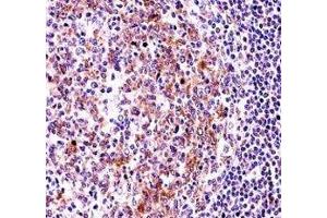 VASP antibody immunohistochemistry analysis in formalin fixed and paraffin embedded human tonsil tissue.