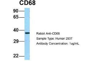 Host: Rabbit  Target Name: CD68  Sample Tissue: Human 293T  Antibody Dilution: 1. (CD68 anticorps  (N-Term))