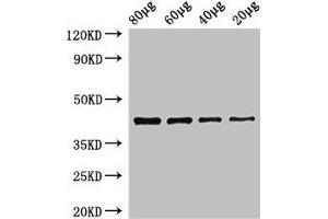 Western Blot Positive WB detected in: Zebrafish tissue 80 μg, 60 μg, 40 μg, 20 μg All lanes: egfra antibody at 3. (egfra anticorps  (AA 21-389))