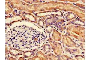 Immunohistochemistry of paraffin-embedded human kidney tissue using ABIN7147921 at dilution of 1:100 (NUDT21 anticorps  (AA 2-227))