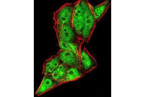 Immunofluorescence analysis of HeLa cells using DDX20 mouse mAb (green). (DDX20 anticorps  (AA 725-824))