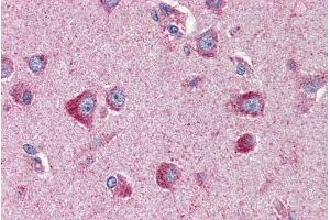 ABIN335163 (2µg/ml) staining of paraffin embedded Human Cortex.