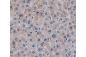 IHC-P analysis of Mouse Tissue, with DAB staining. (MGEA5 anticorps  (AA 679-808))