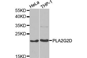 Western blot analysis of extracts of various cell lines, using PLA2G2D antibody (ABIN5974036) at 1/1000 dilution. (PLA2G2D anticorps)