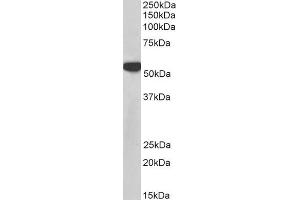 Image no. 5 for anti-Polypyrimidine Tract Binding Protein 1 (PTBP1) antibody (ABIN5874678) (PTBP1 anticorps)