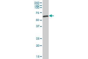 AHSG MaxPab polyclonal antibody. (Fetuin A anticorps  (AA 1-367))