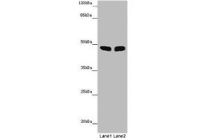 Western blot All lanes: FBL21 antibody at 10 μg/mL Lane 1: Mouse heart tissue Lane 2: Mouse skeletal muscle tissue Secondary Goat polyclonal to rabbit IgG at 1/10000 dilution Predicted band size: 49 kDa Observed band size: 49 kDa (FBXL21 anticorps  (AA 78-137))