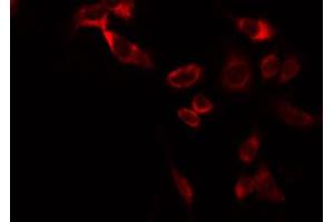 ABIN6266894 staining RAW264. (COX11 anticorps  (Internal Region))
