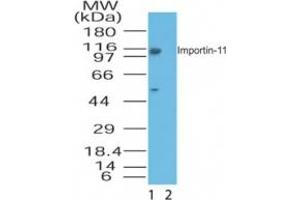 Image no. 1 for anti-Importin 11 (IPO11) (AA 1-50) antibody (ABIN207661)