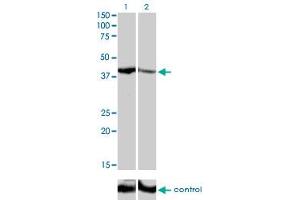 Western blot analysis of SHOX2 over-expressed 293 cell line, cotransfected with SHOX2 Validated Chimera RNAi (Lane 2) or non-transfected control (Lane 1).