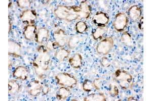 Anti- CYP1A1 Picoband antibody,IHC(P) IHC(P): Rat Kidney Tissue