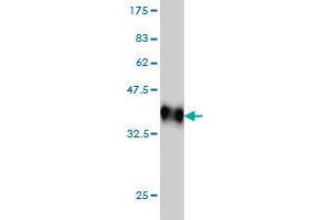Western Blot detection against Immunogen (36. (MAPK10 anticorps  (AA 219-319))
