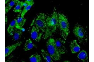 Immunofluorescence (IF) image for anti-Protein Disulfide Isomerase Family A, Member 3 (PDIA3) (C-Term) antibody (ABIN1440039)